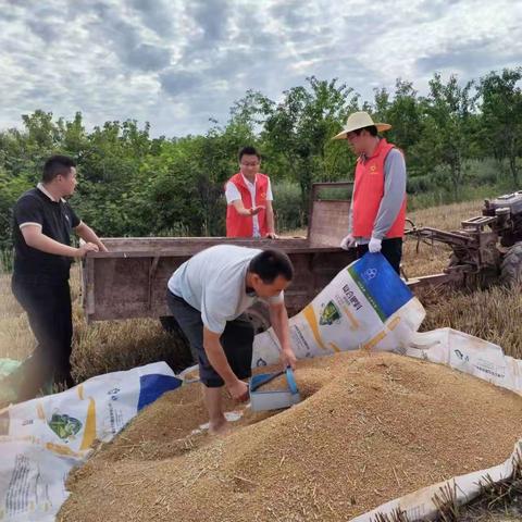 【汉唐驿城 古镇三乡】🇨🇳🇨🇳🇨🇳党员一线当先锋，积极助农“抢”夏粮