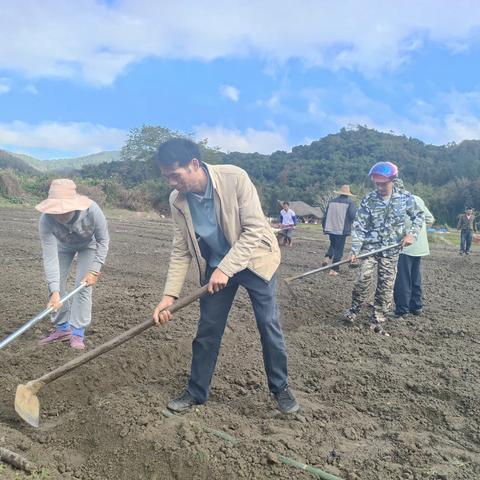 我为群众办实事｜毛纳村开展冬春季瓜菜种植志愿服务活动