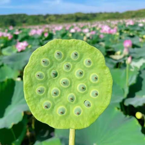 “耕读小劳模（认识多样美莲）”——柳城小学莲韵中队“2023你好，暑假”邹祎晨队员莲君养成记