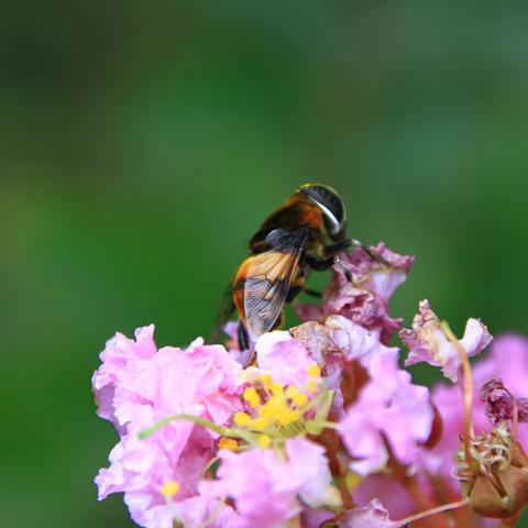 紫薇花