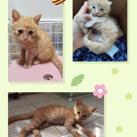 小猫领养记