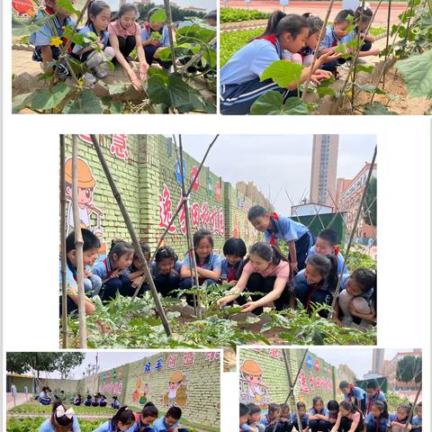 体验种植快乐 品味劳动果实——“逸分田种植园”劳动实践教育