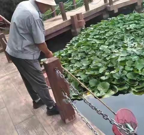 集中清理公园湖区  提升水域环境
