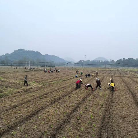 冬闲地不闲！龙门畈乡抢抓农时冬种忙～