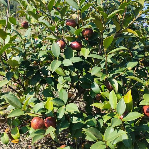 油茶丰收采摘忙，“金果”增收“油”盼头