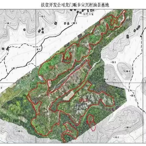 龙门畈乡油茶基地招租公告
