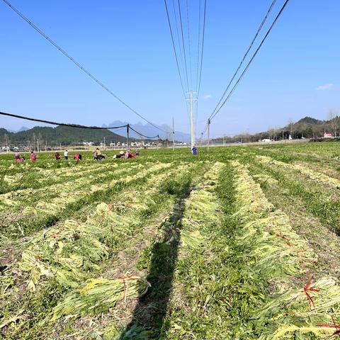 雪里蕻喜获丰收  助农增收开门红