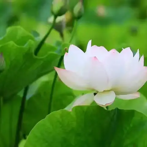 河家道幼儿园周活动简报（第十五周）