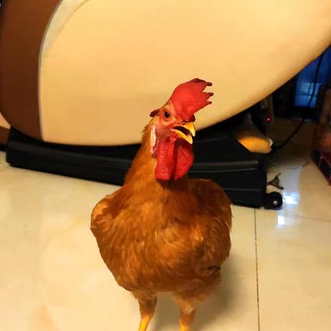 我家的大公鸡