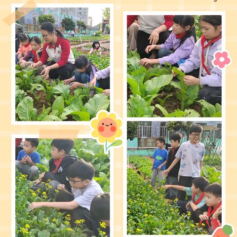 种菜学知识，劳动悟生命——张黄镇横山小学“探索一方菜地的生命教育”活动纪实