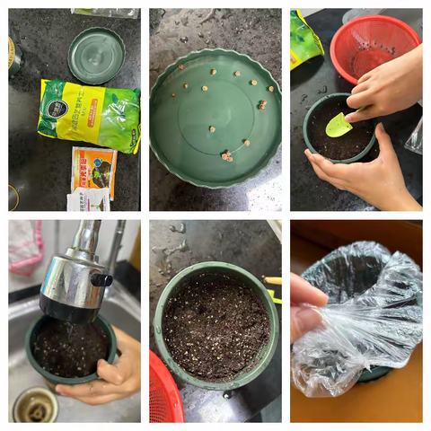 含羞草观察日记