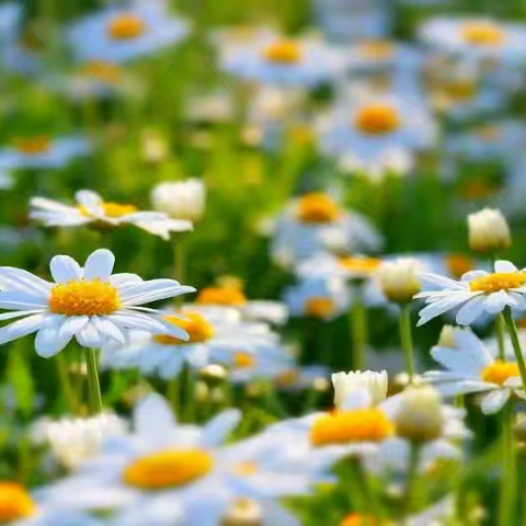 成长，在赛场 ——铜锣湖中心小学语文教研交流活动