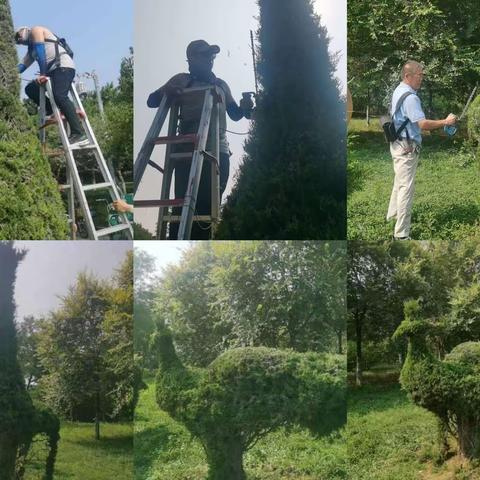 繁华似锦相望处，一抹盎然青绿来—                  赵苑公园植物造型实操