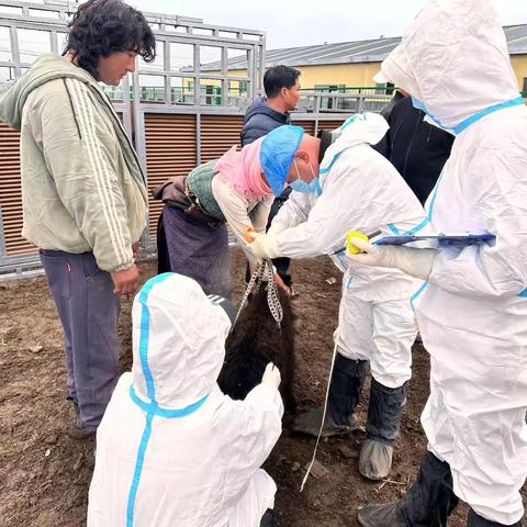 我单位赴海南州同德县开展牦牛人工授精效果专项调查监测