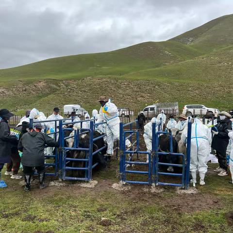 省畜禽遗传资源保护利用中心督导海西州天峻县牦牛人工授精技术推广工作