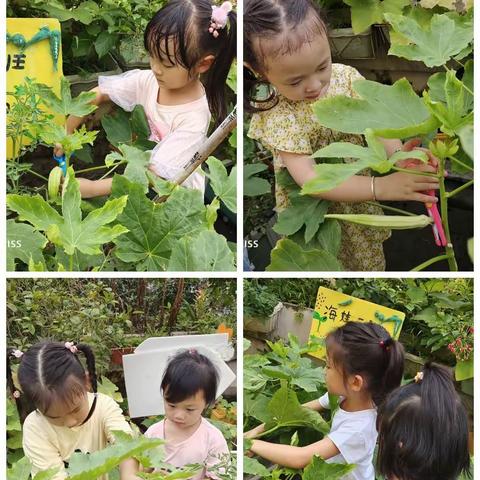 海娃二班农耕种植总结