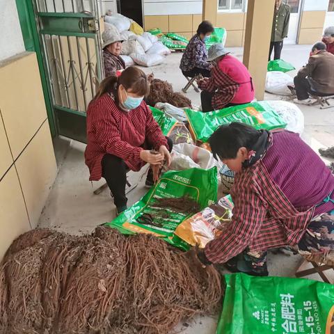 傅家庄村:引进丹参种植，开拓致富渠道