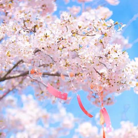 4月14号龙湖赏樱花、养马岛一日游