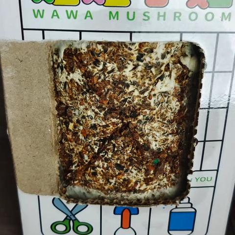 菌盒里的童话：小农夫的蘑菇冒险记