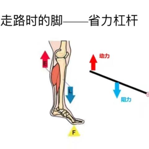 人体上的杠杆