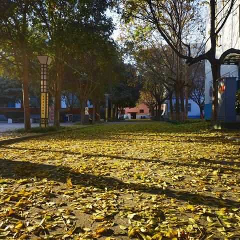 落叶，给岁月染个色