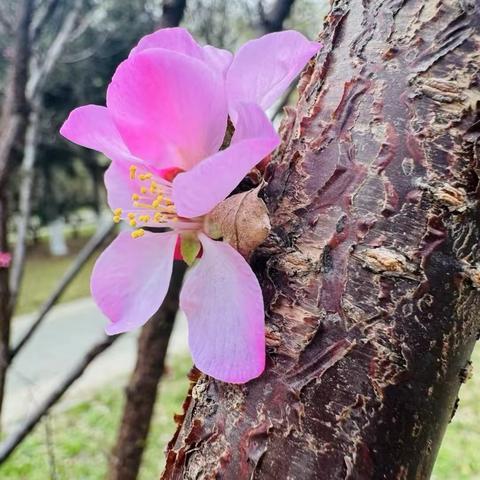 示范、引领、带动、辐射 | 高陵一中云槐好课堂“三级三类”教师示范课活动圆满收官