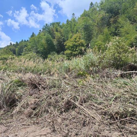 【雪峰镇】全面整治撂荒地，力促荒地变良田