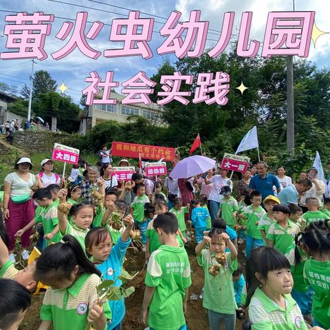 【萤火虫幼儿园】，“我与地瓜有个约定”萤火虫幼儿园社会实践