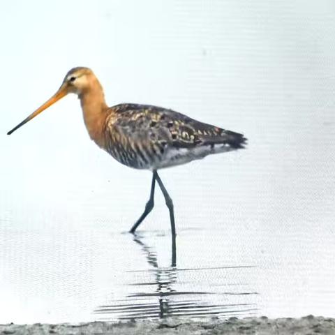 生态向好，尕海湿地惊现新物种——黑尾塍鹬