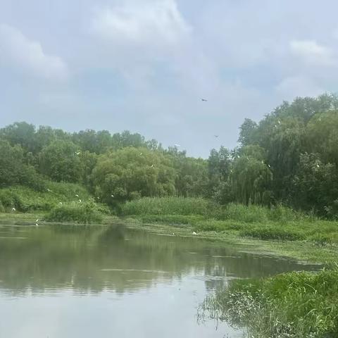 守护碧水清流，绘就生态画卷——槐荫区河长制工作纪实