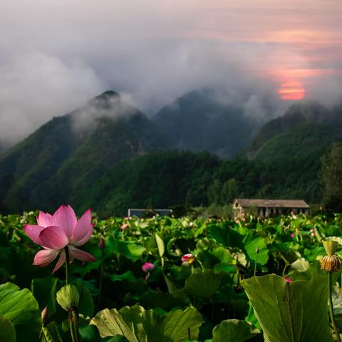 秋扒乡：一朵荷花，就绽放了整个夏天