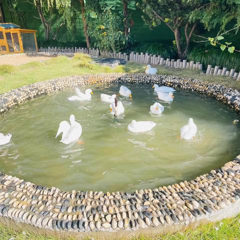 杭州市临安区小龙人幼儿园小一班第十五周——冬日浪漫👦👧