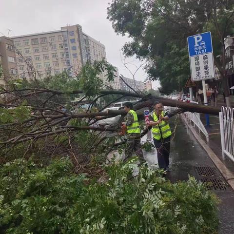 暴雨大风来袭 桥东绿化中心迅速处理倒树断枝