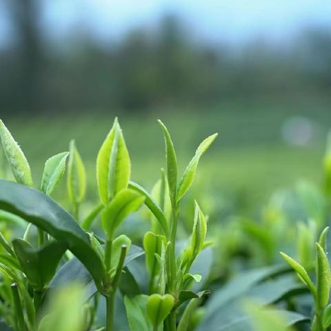 上春山⛰️·采茶忙🌱