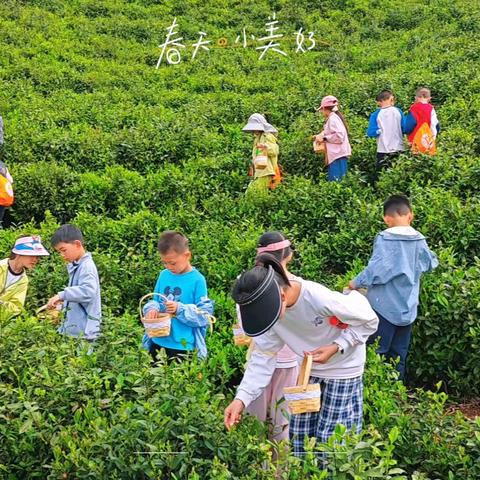 上春山⛰️·采茶忙