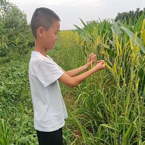 城关二小四年级八班杨瑞轩暑假劳动实践活动