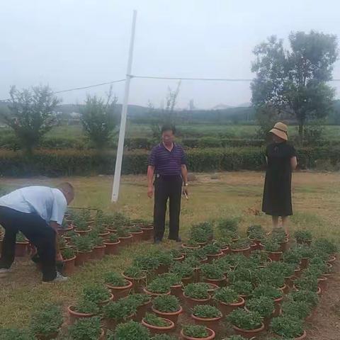 鲜花培育一周工作情况