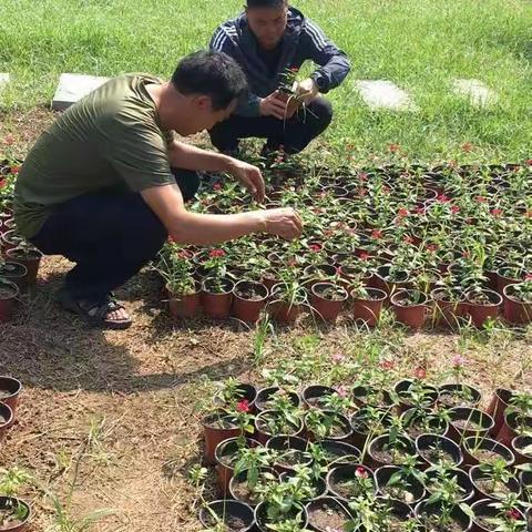 鲜花培育一周工作情况