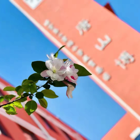 “春日寻芳，共赴时光之约” ‍唐山博杰学校六年级至诚中队活动