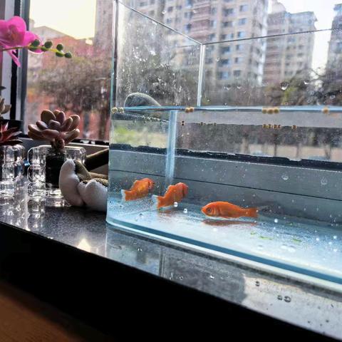 善思班第13周周末家话（11.28）