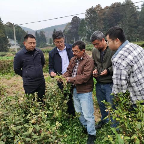 贵州大学陈卓教授与国际杂草管理专家到凤冈指导茶叶绿色防控工作