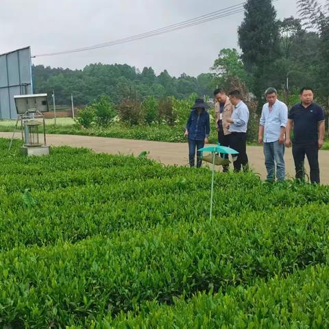 中国农科院植保所专家一行到凤冈指导茶叶绿色防控工作