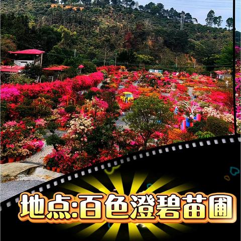 二月二龙抬头科普 并随拍澄碧苗圃