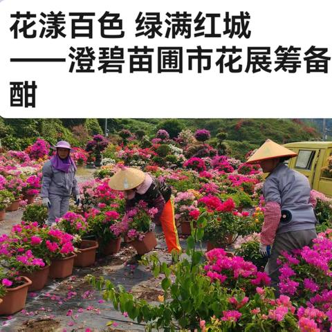 花漾百色 绿满红城 ——澄碧苗圃市花展筹备正酣