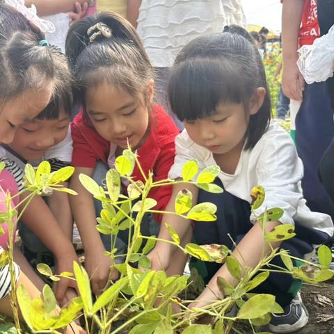 “感知秋天，快乐采摘”——古城子镇中心幼儿园采摘活动🥜