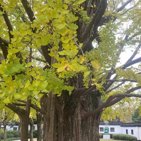 满园银杏落秋风 ‍