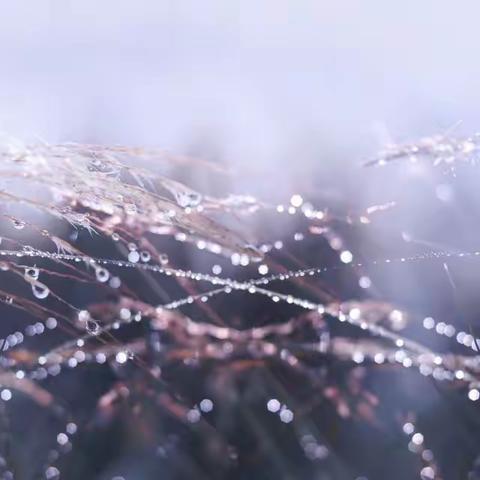 二十四节气之寒露