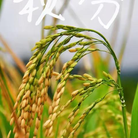 二十四节气之秋分