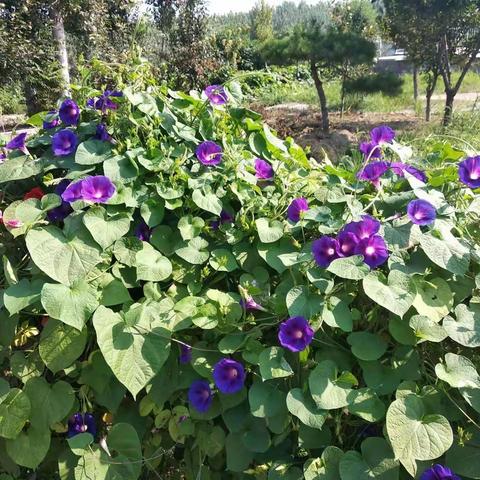 清洁家园齐动手，志愿服务清洁日活动，——马坊村清洁日