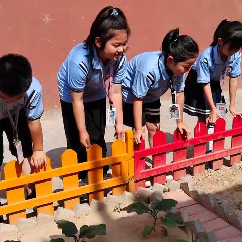 【全环境立德树人】“蔬”香为伴，正“植”有你——记逸夫实验小学本部二年级七班劳动小菜园